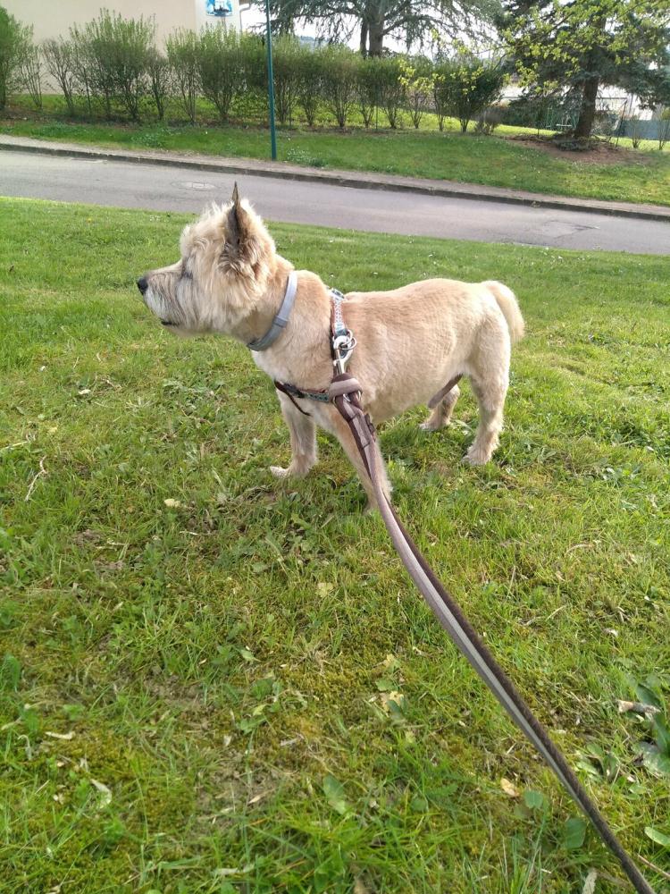 chien (87)
