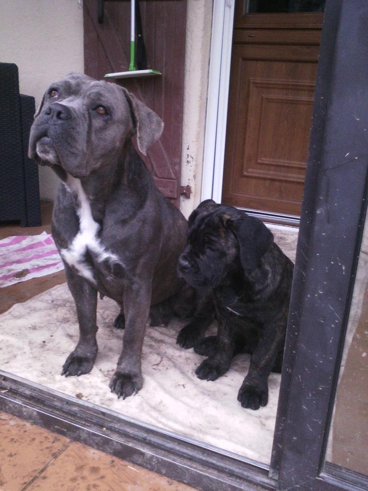 chien (78)