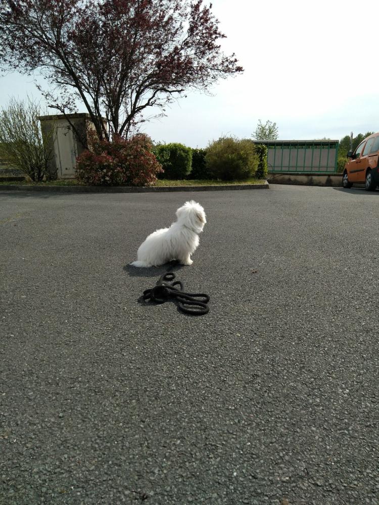 chien (82)