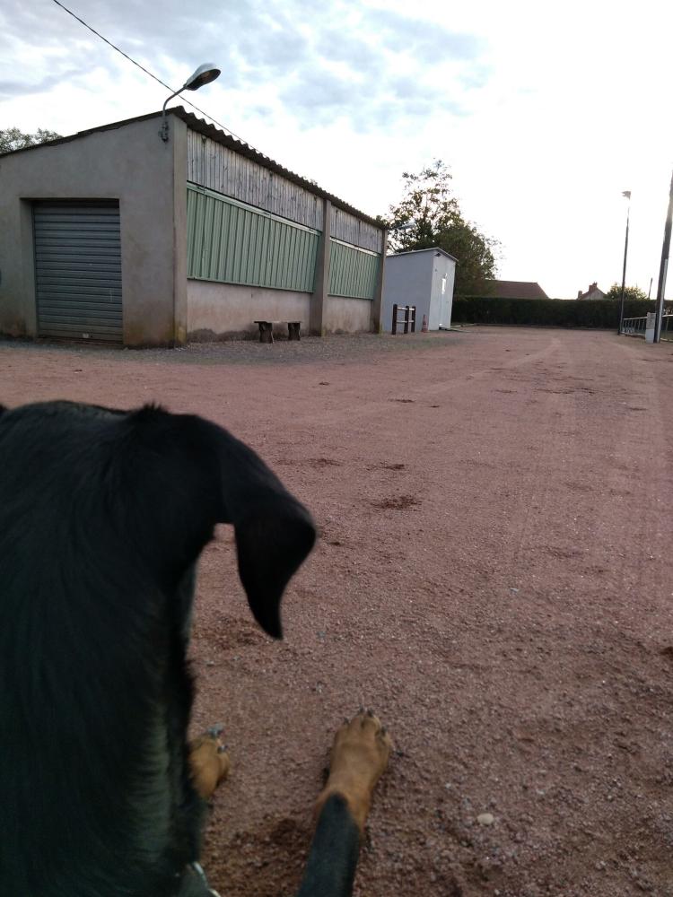 chien (84)