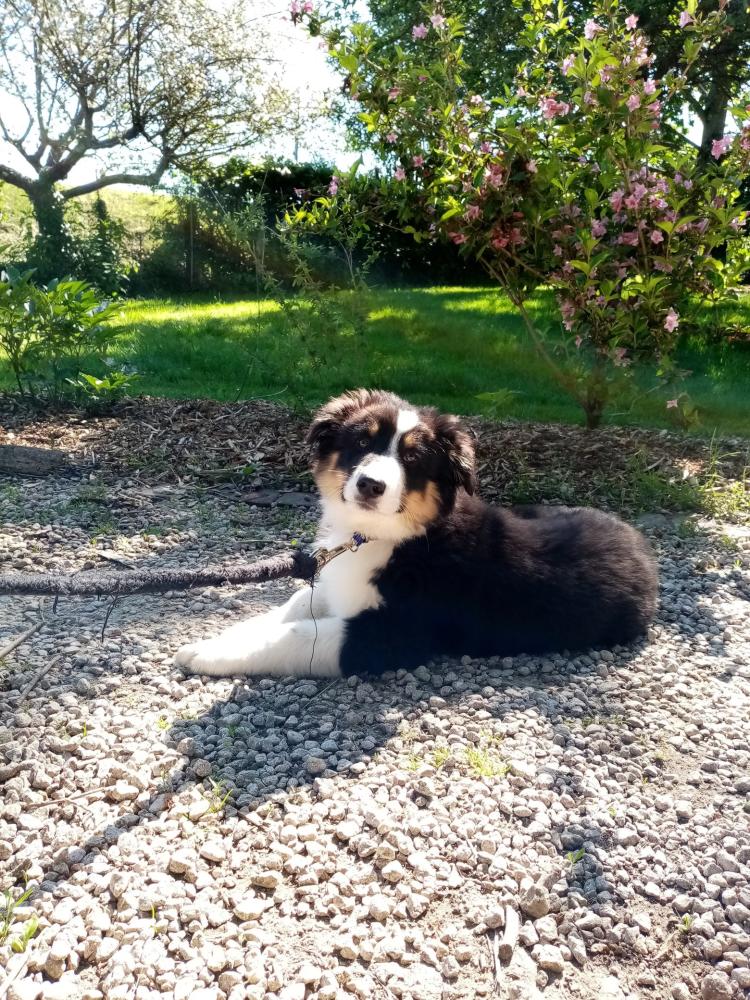 chien (85)