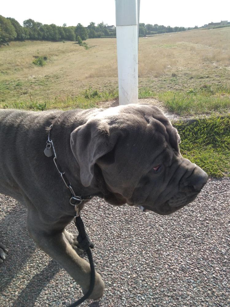 chien (86)