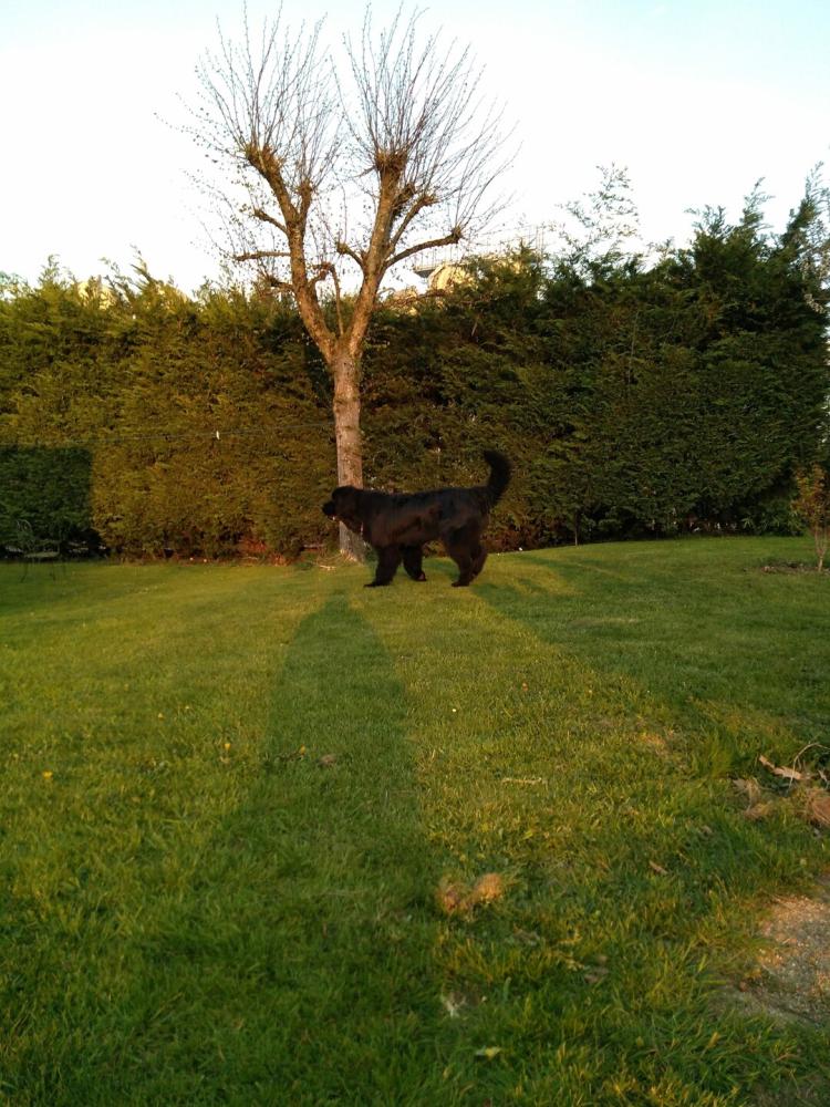 chien (97)