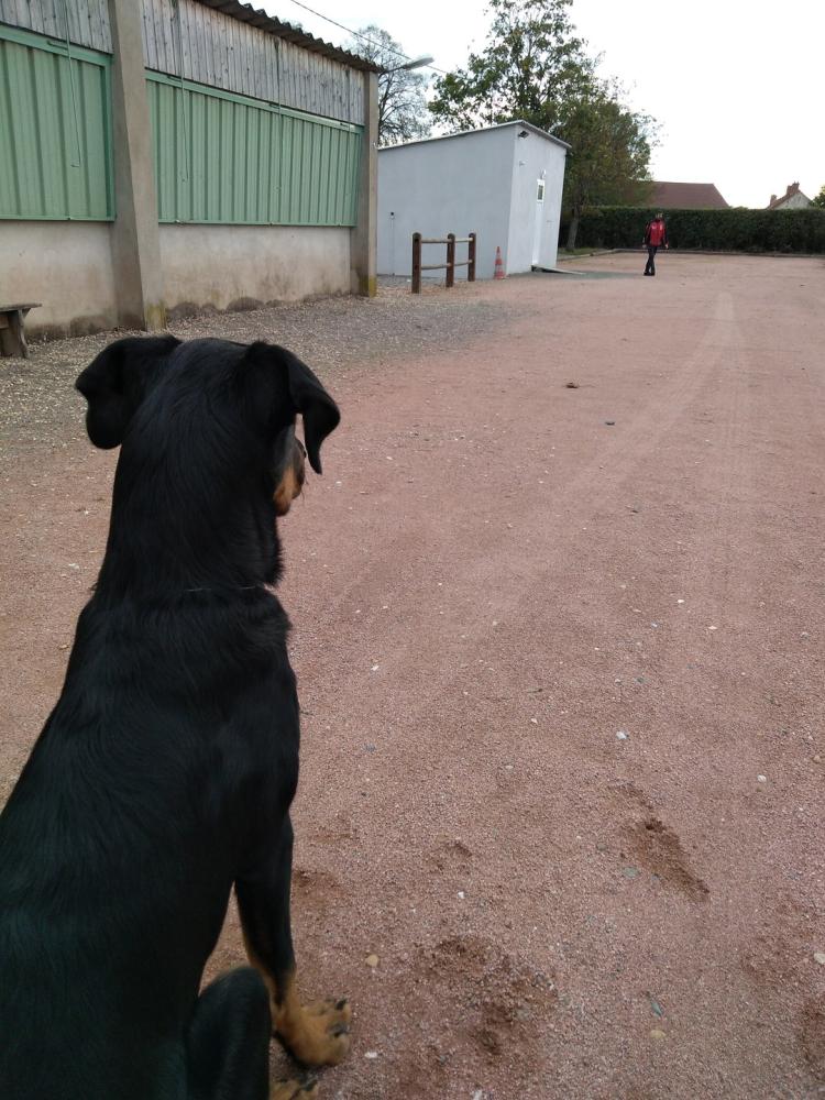 chien (88)