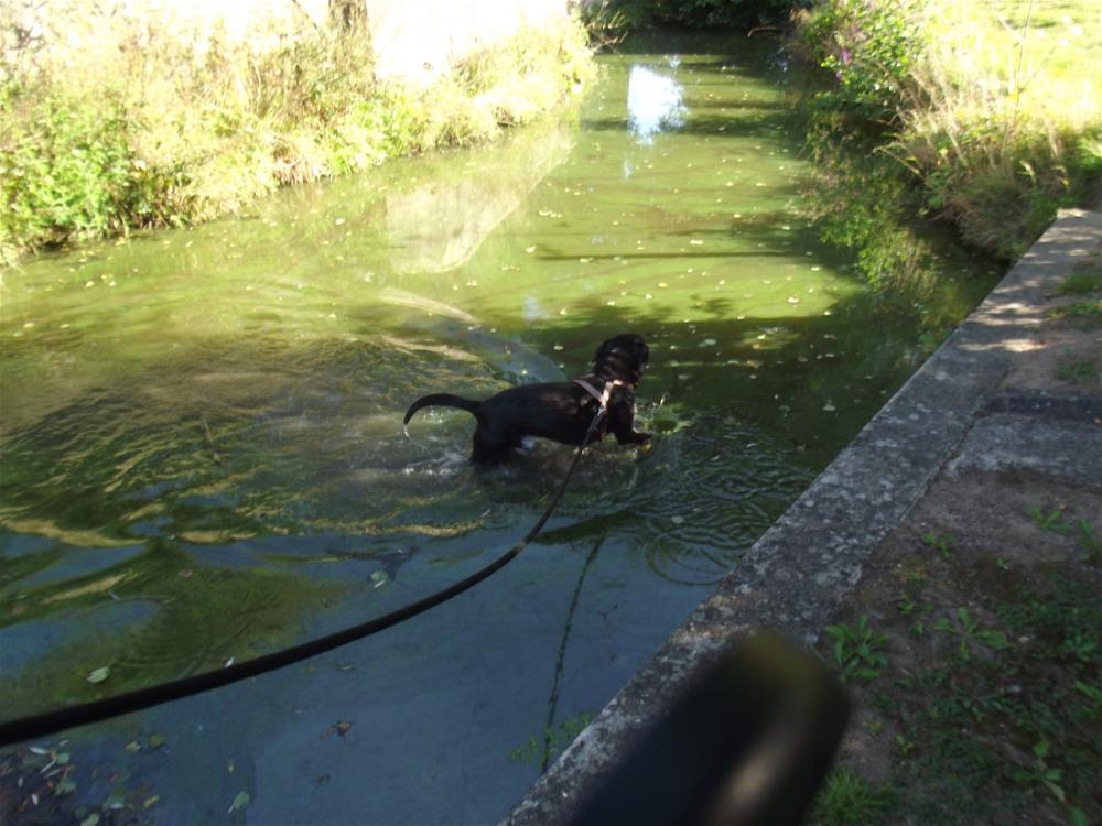 chien (90)