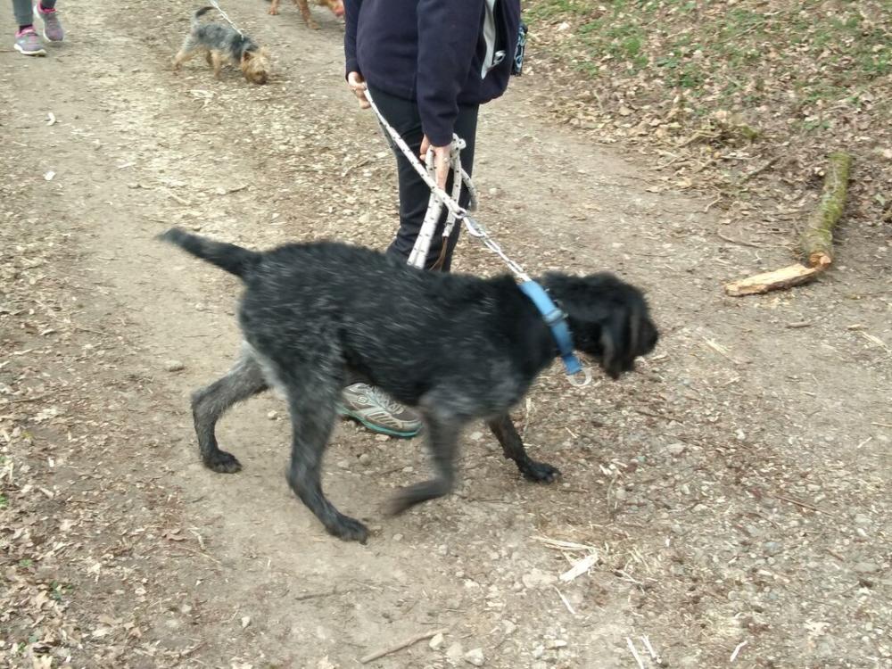 chien (93)