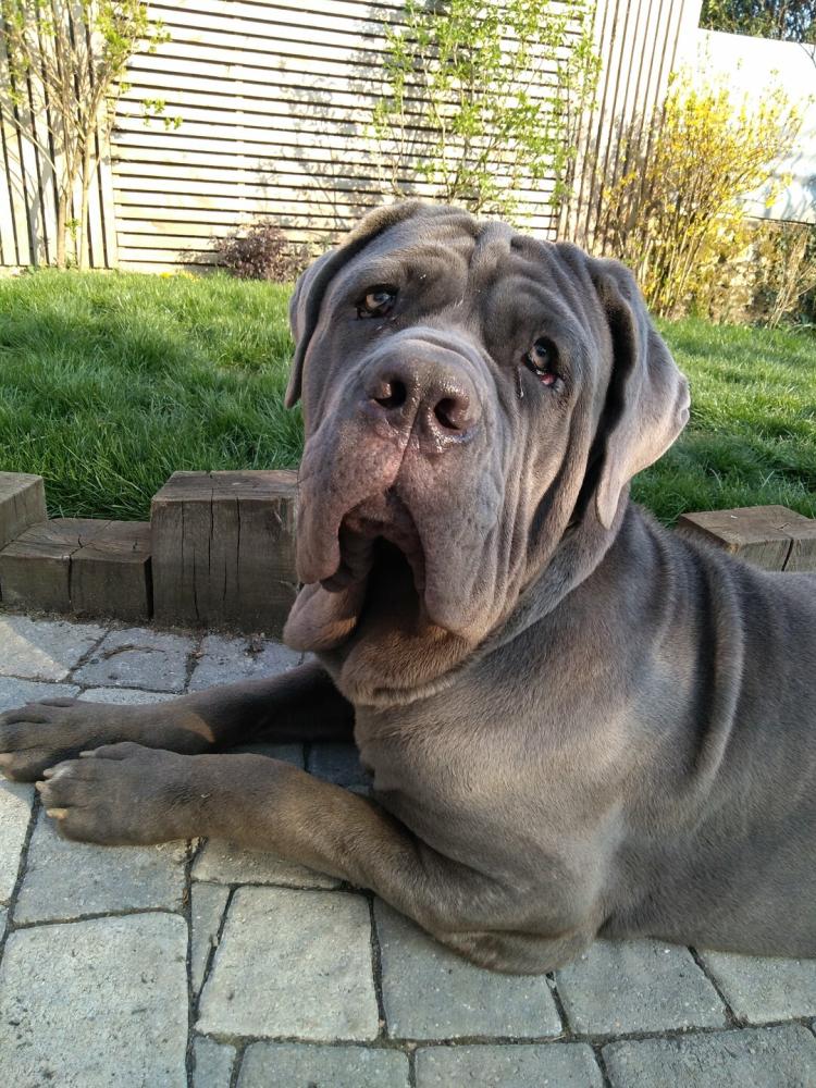 chien (95)