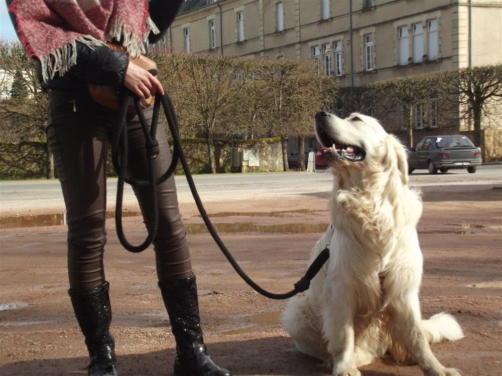 chien (96)