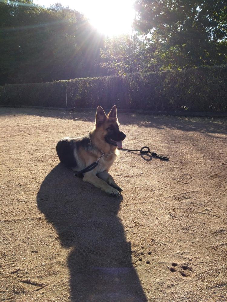 chien (98)