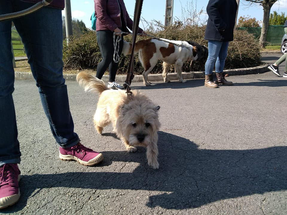 chien (103)