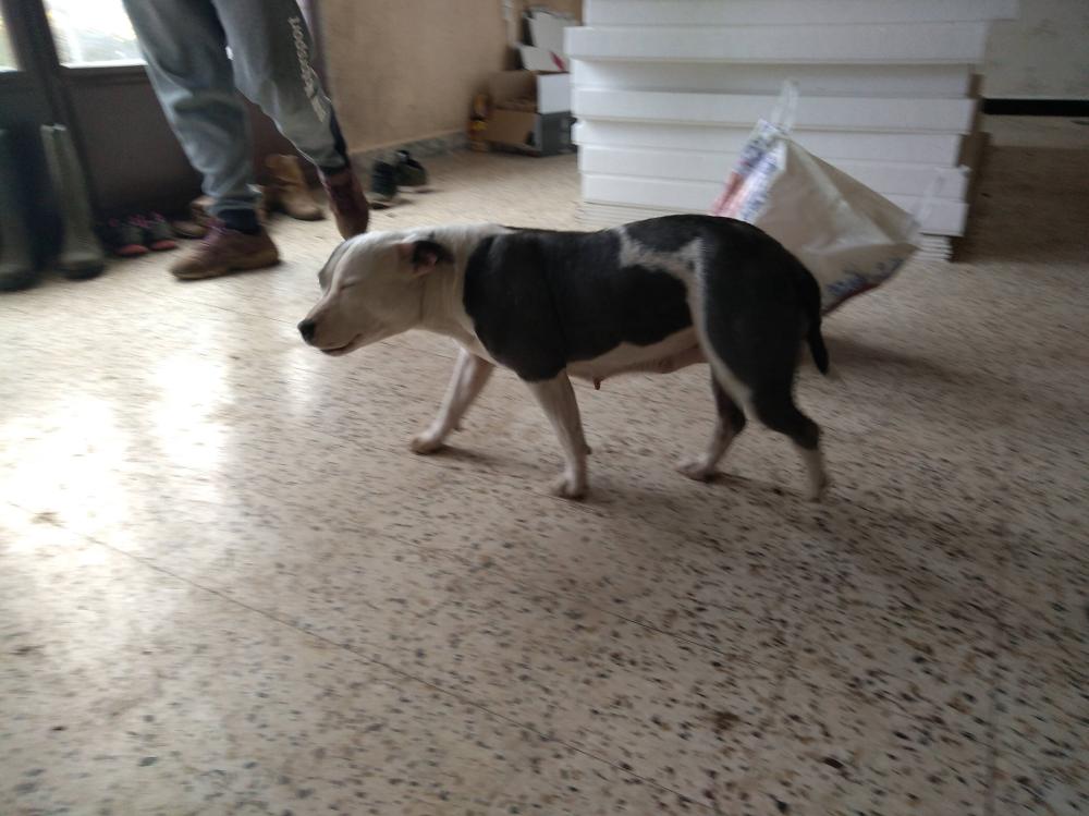 chien (106)