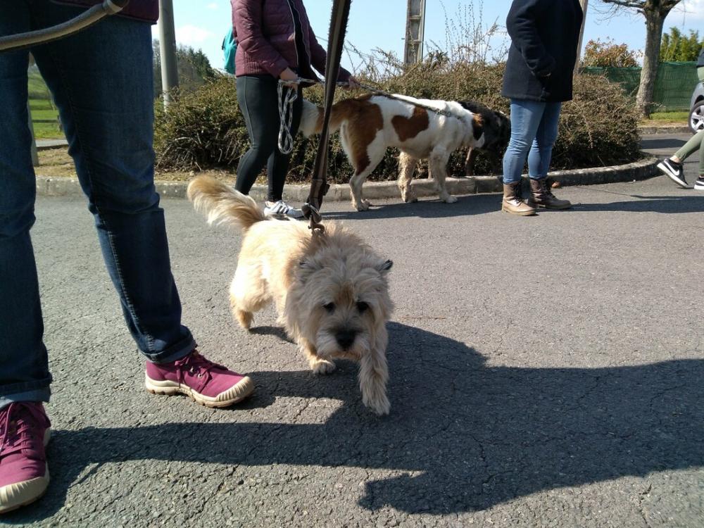 chien (107)