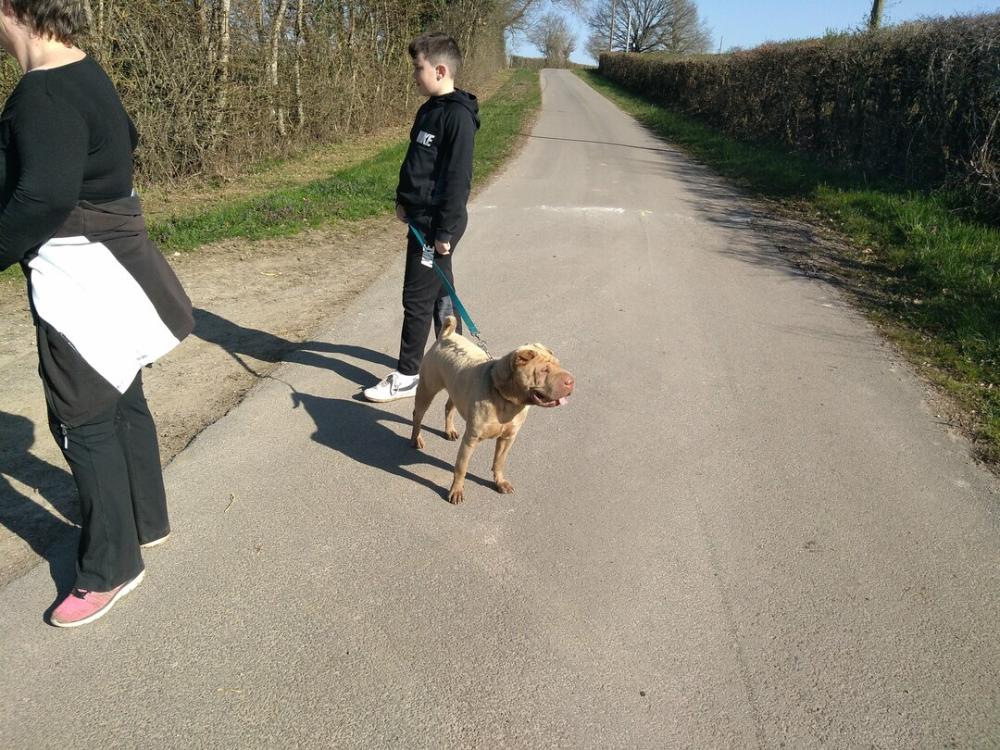 chien (111)