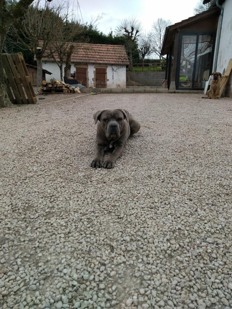 chien (112)