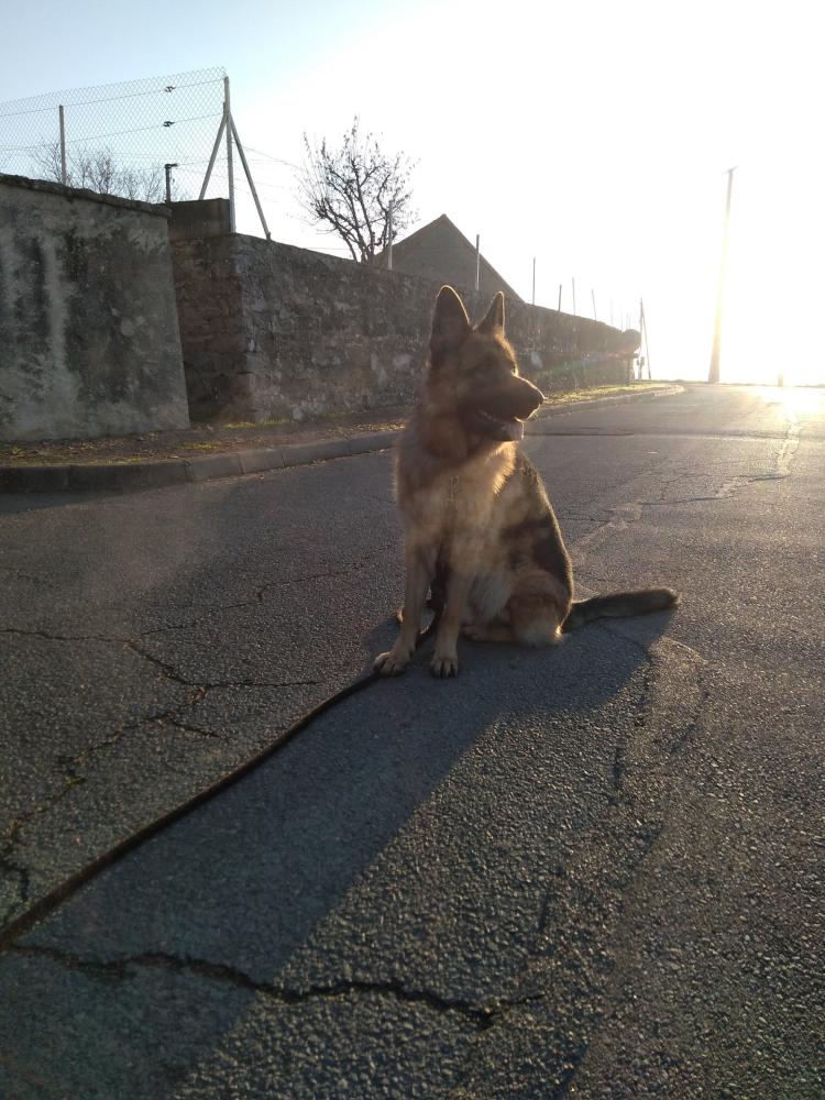 chien (115)