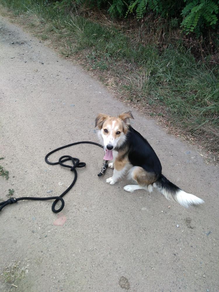 chien (116)