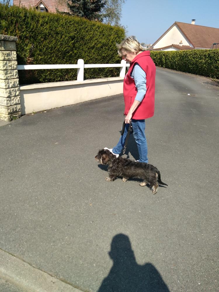 chien (118)