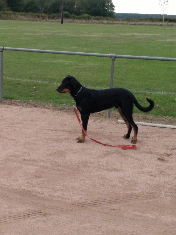 chien (122)