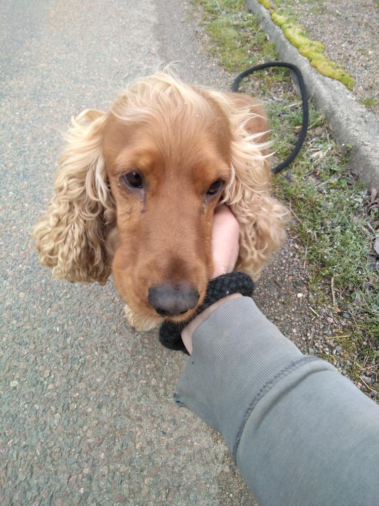 chien (124)