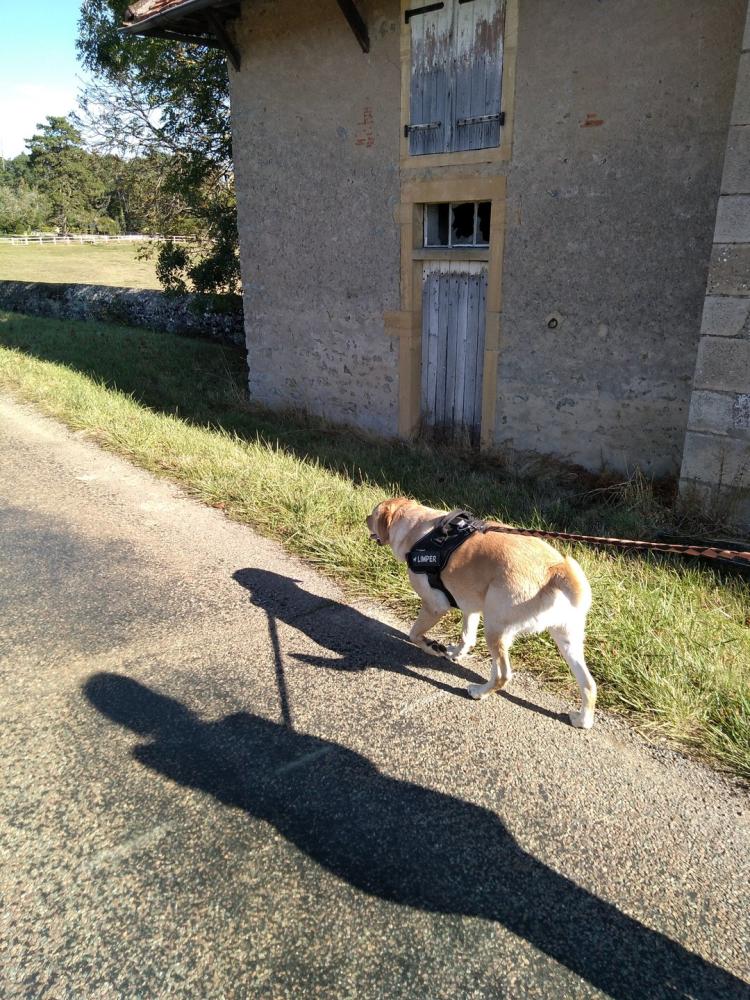 chien (125)