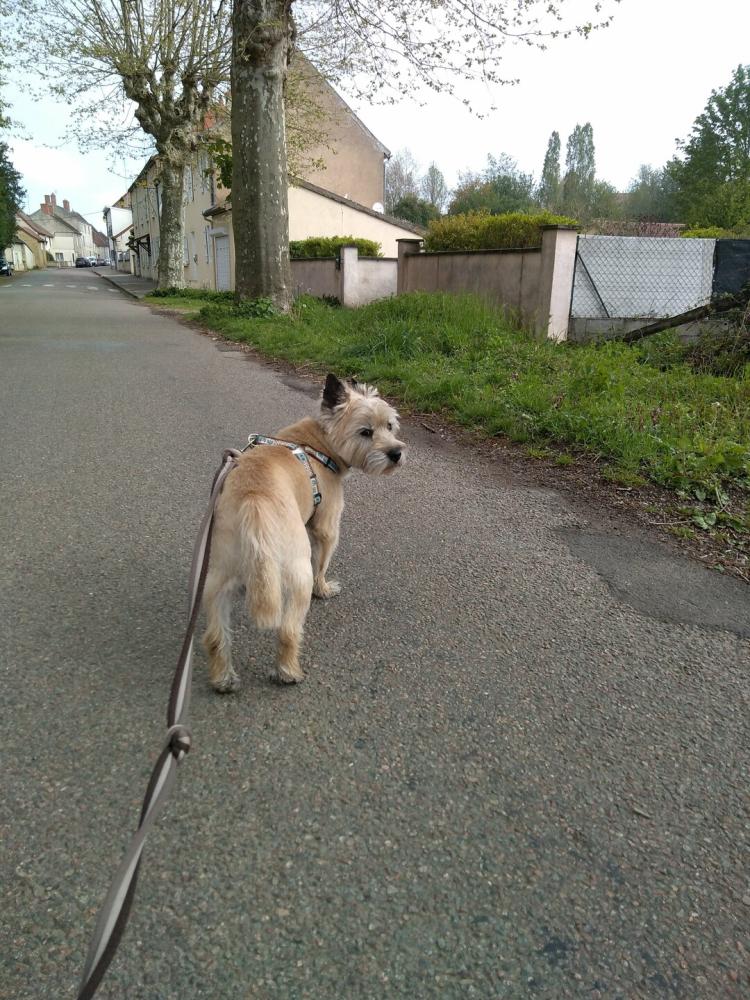 chien (126)
