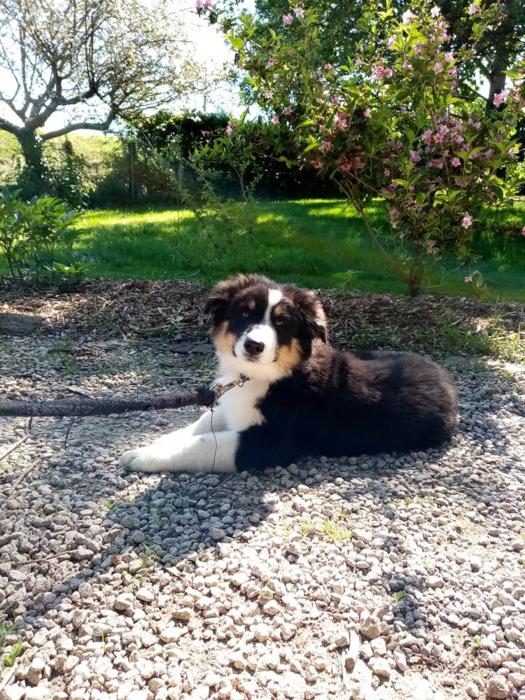 chien (128)