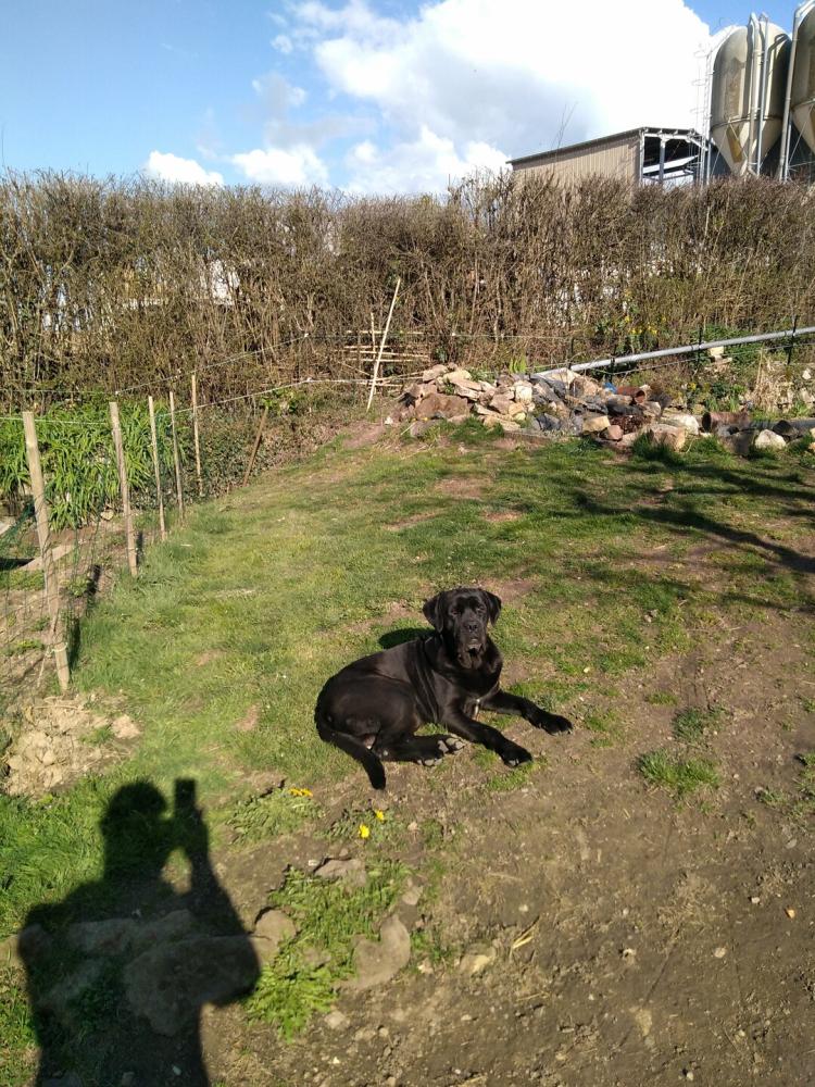 chien (129)