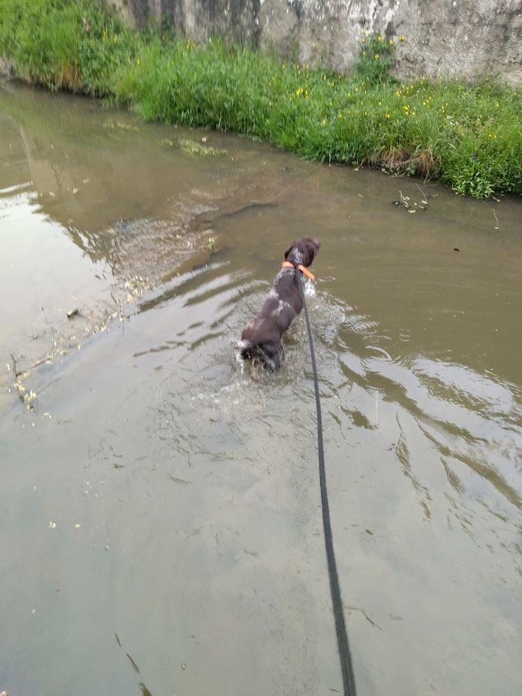 chien (133)