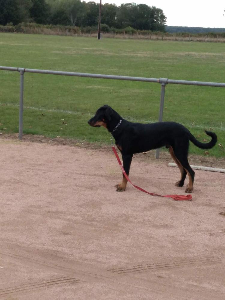chien (134)