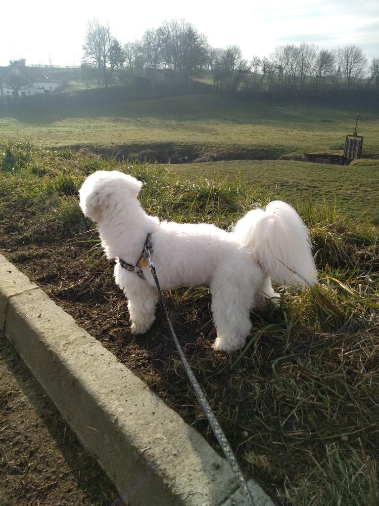 chien (135)