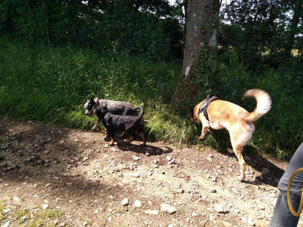 chien (136)