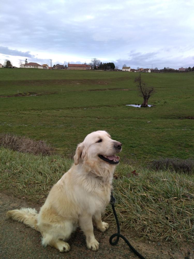 chien (140)