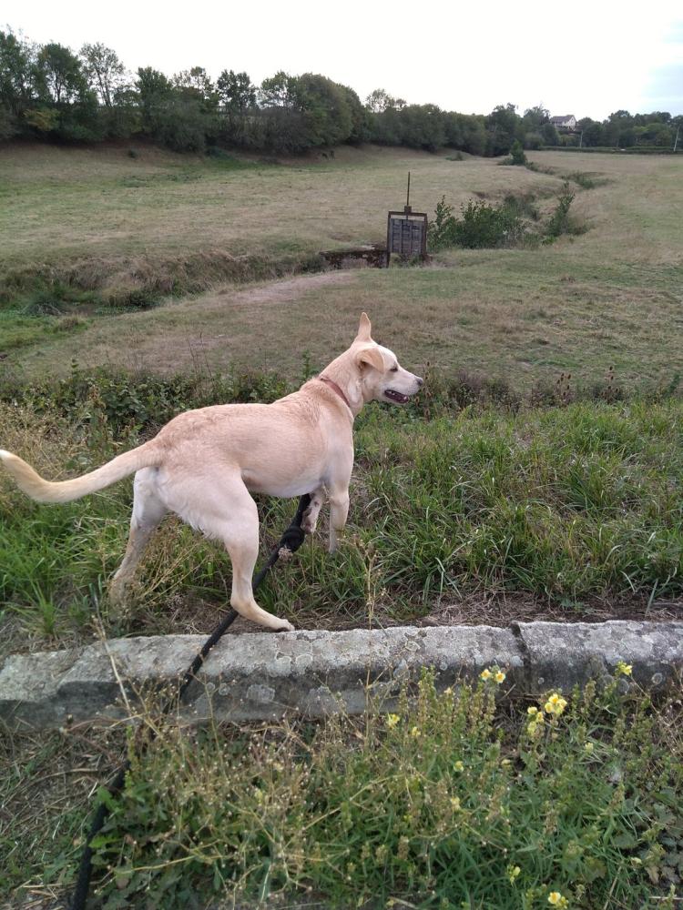 chien (142)