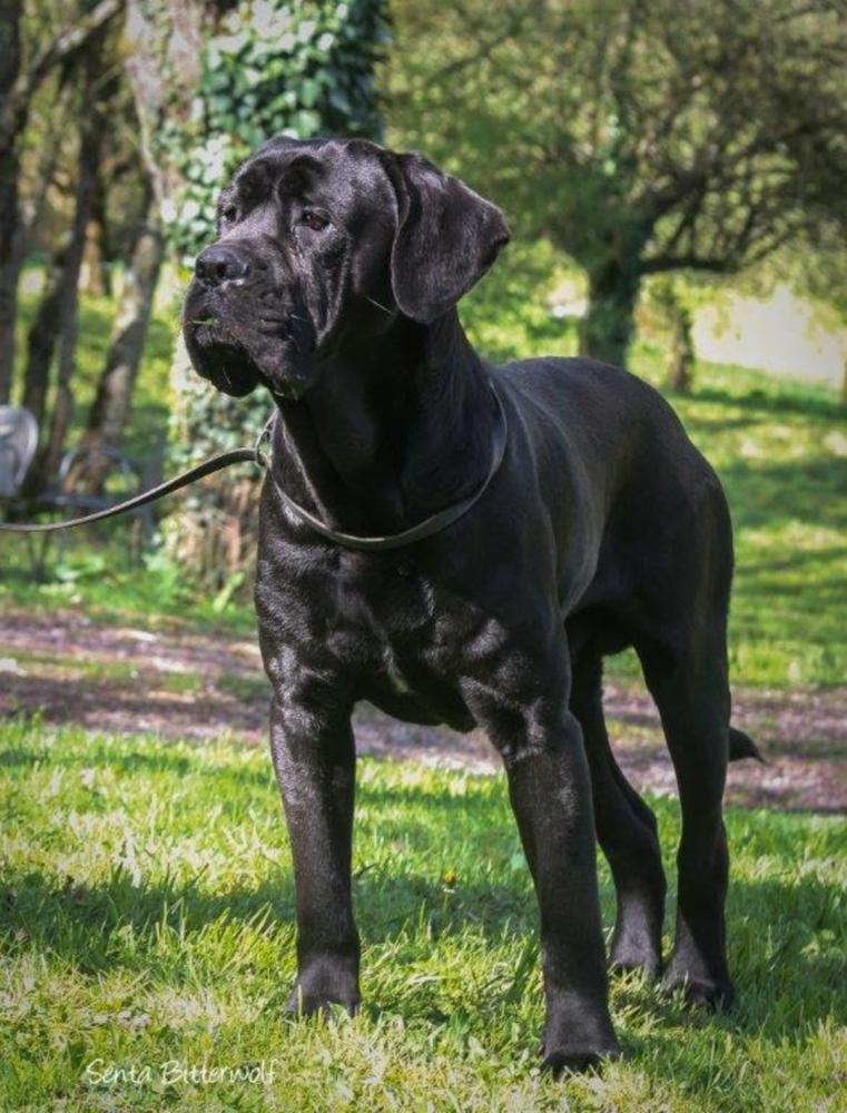 chien (143)