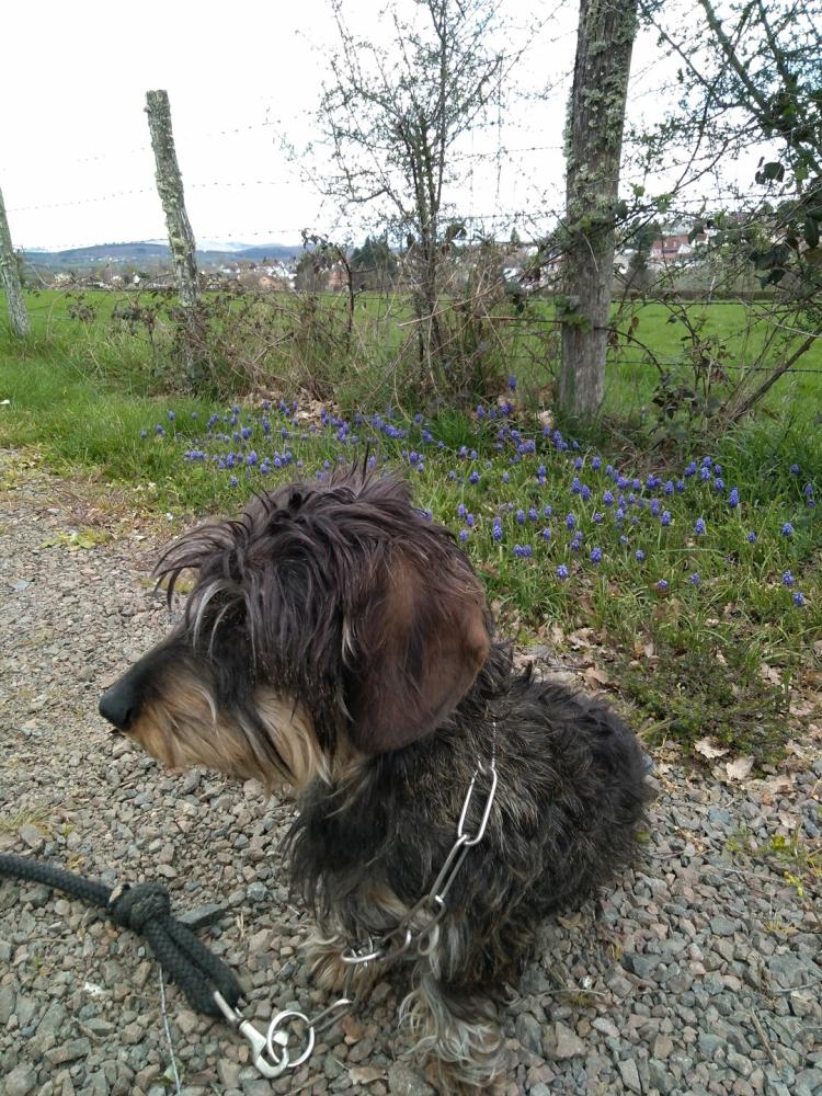 chien (144)