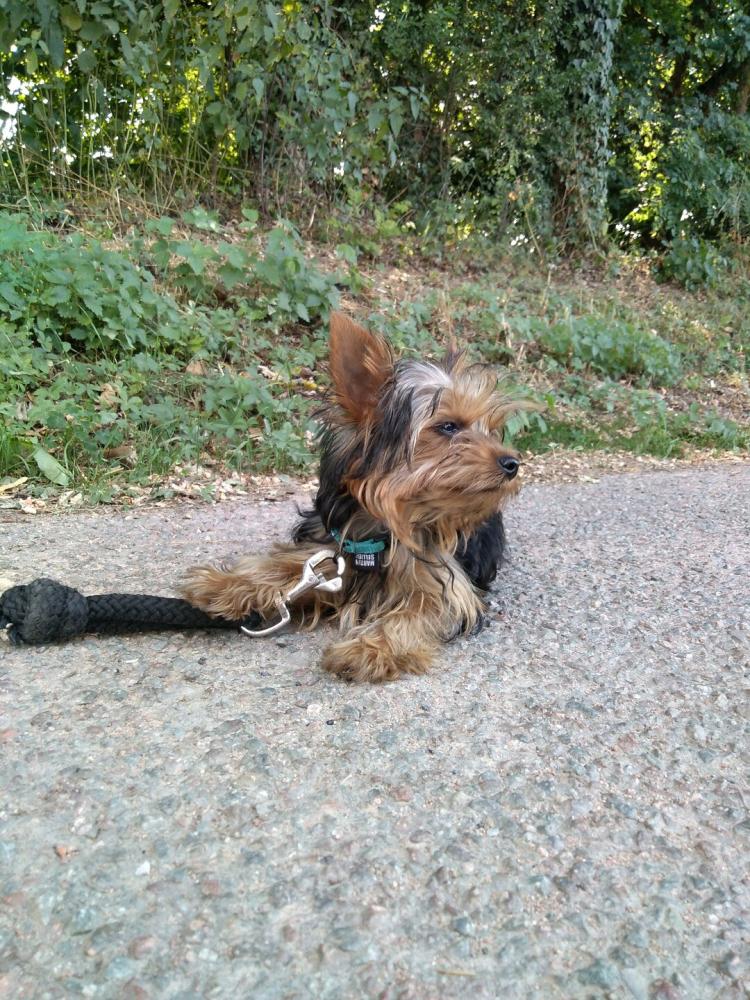 chien (150)