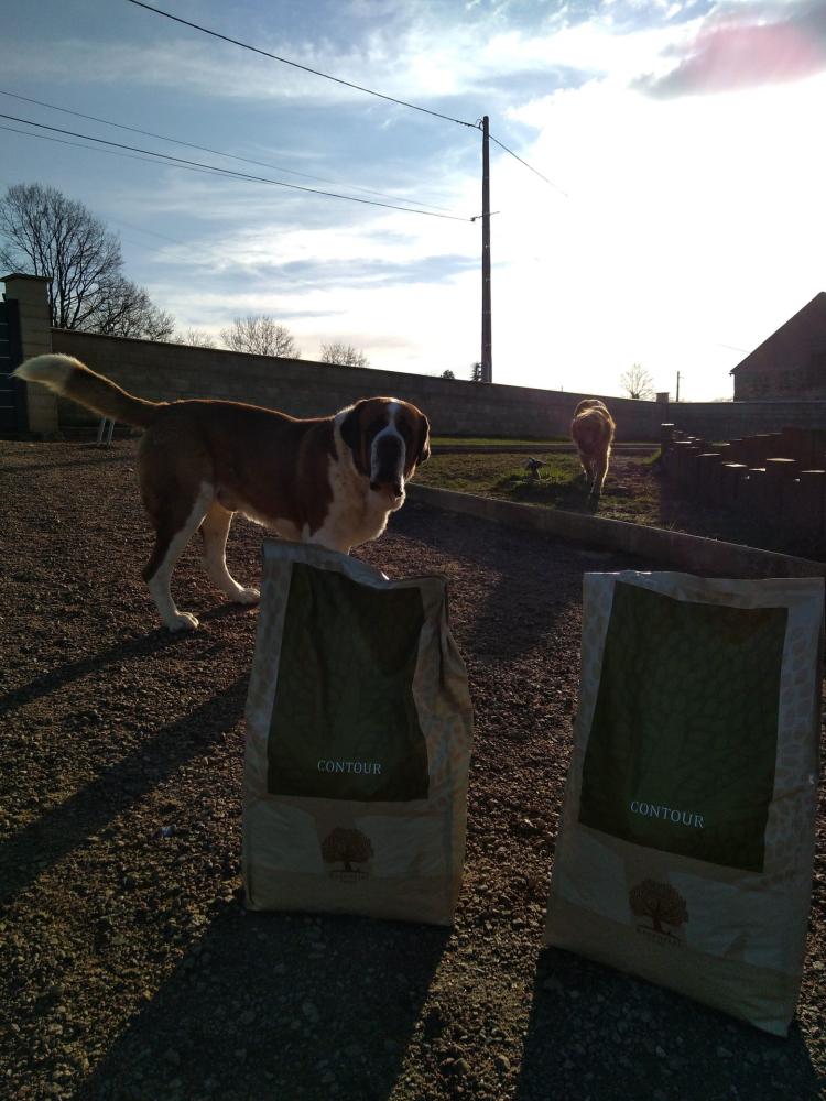 chien (152)