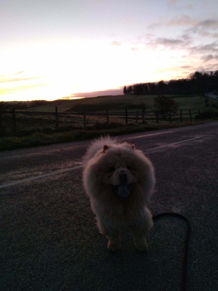 chien (153)