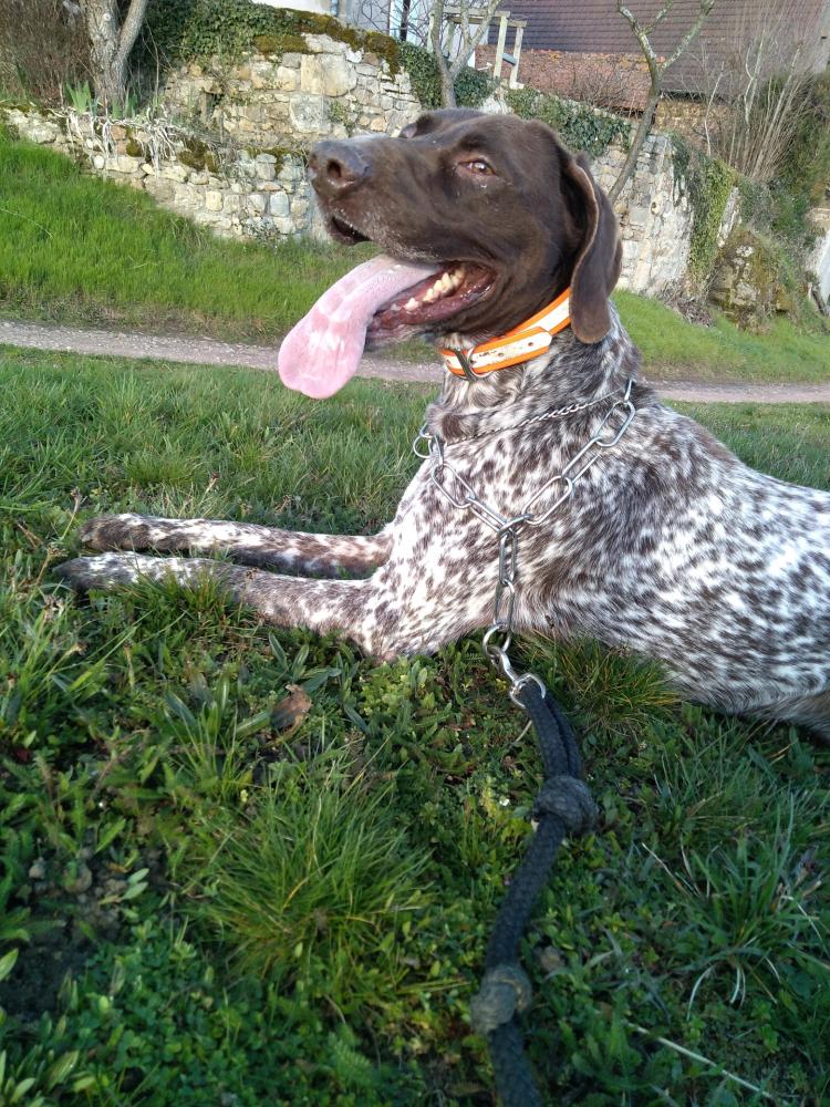 chien (156)