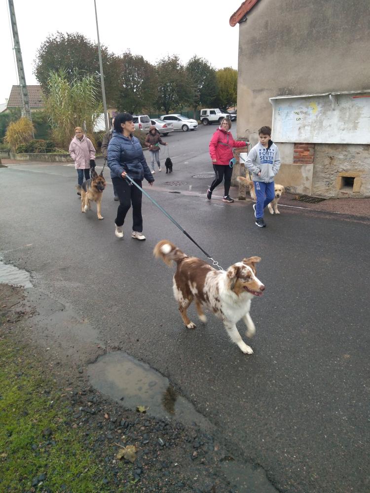chien (157)