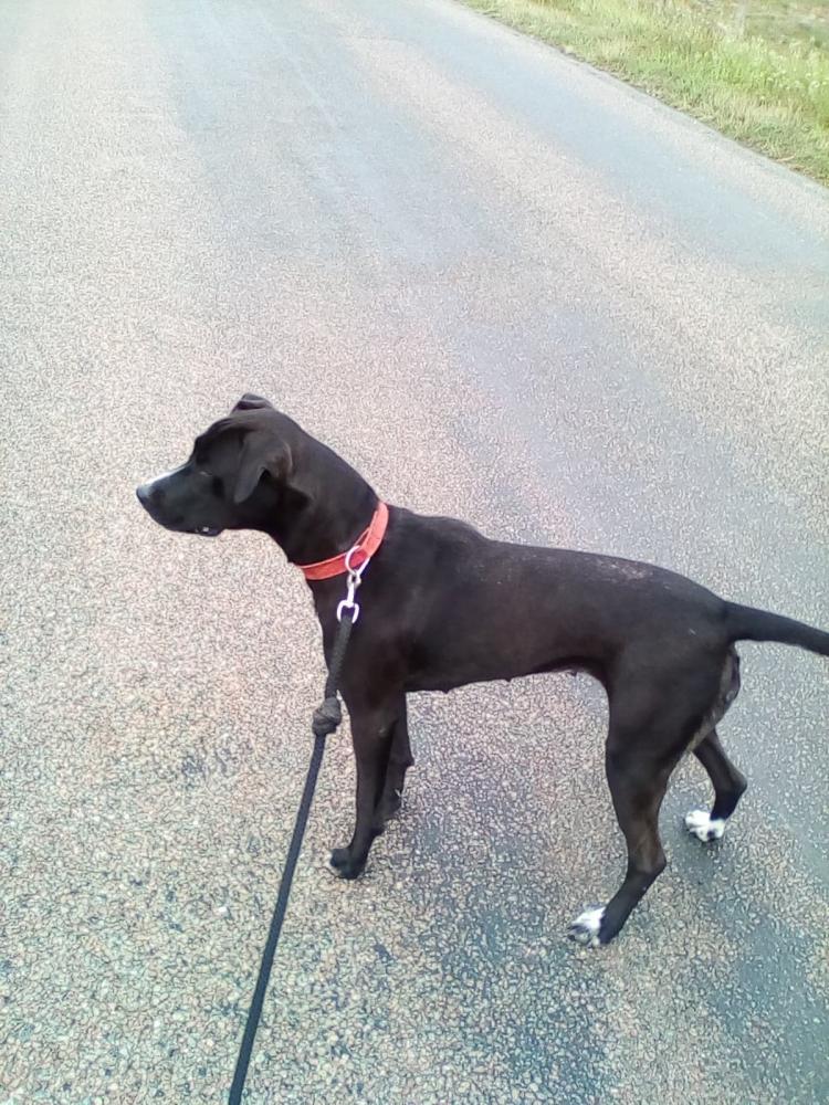 chien (148)