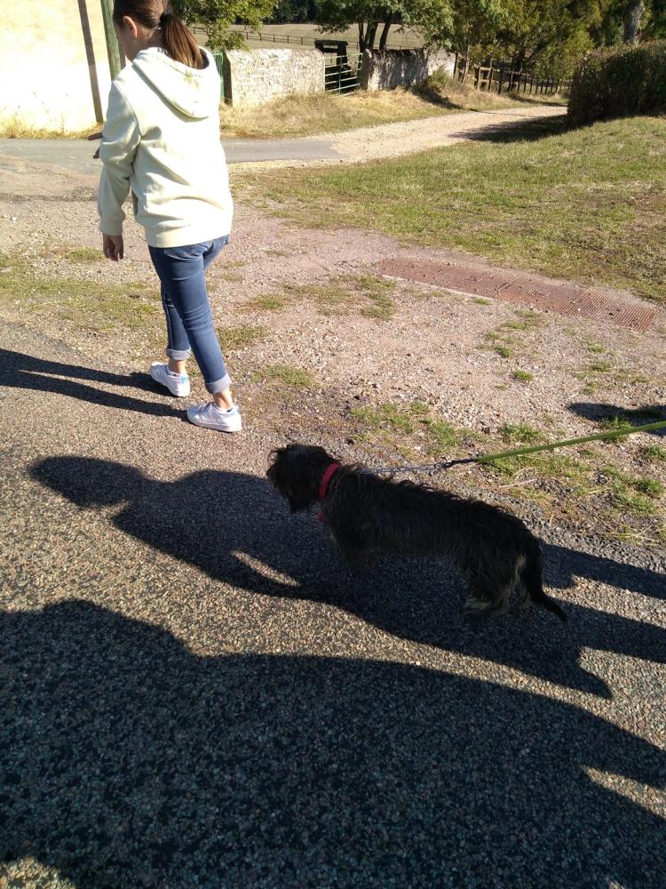 chien (149)