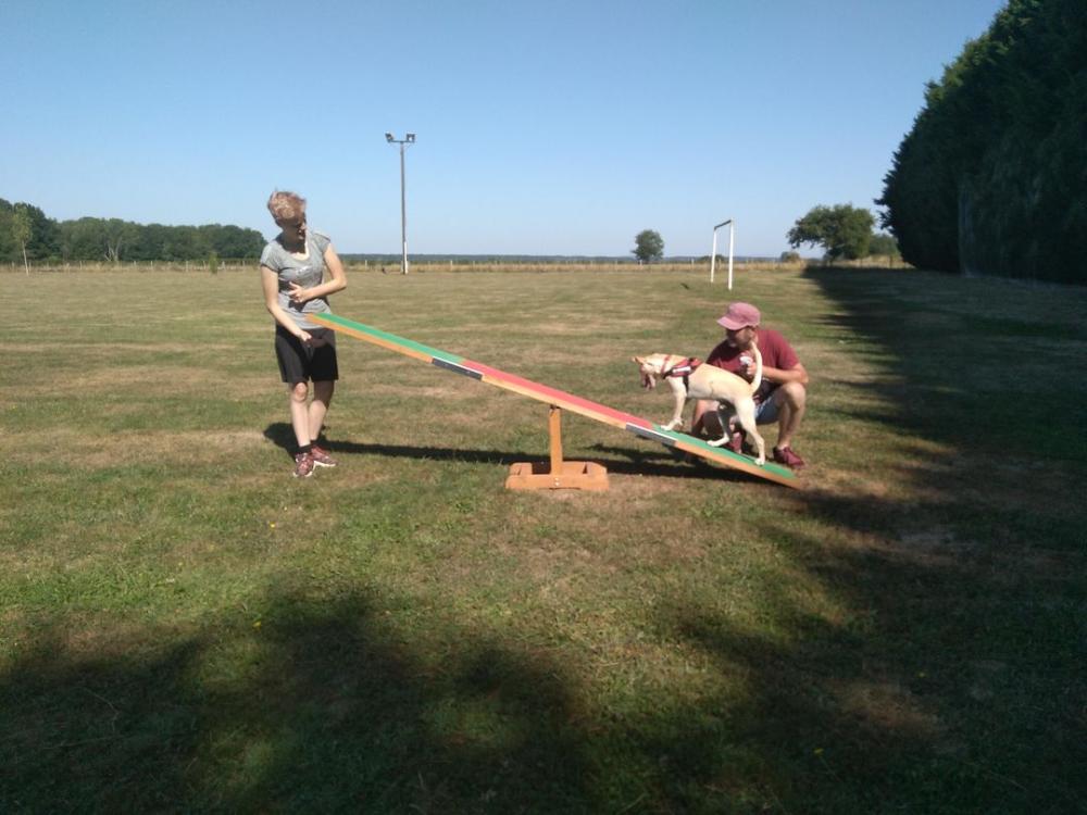 chien (159)