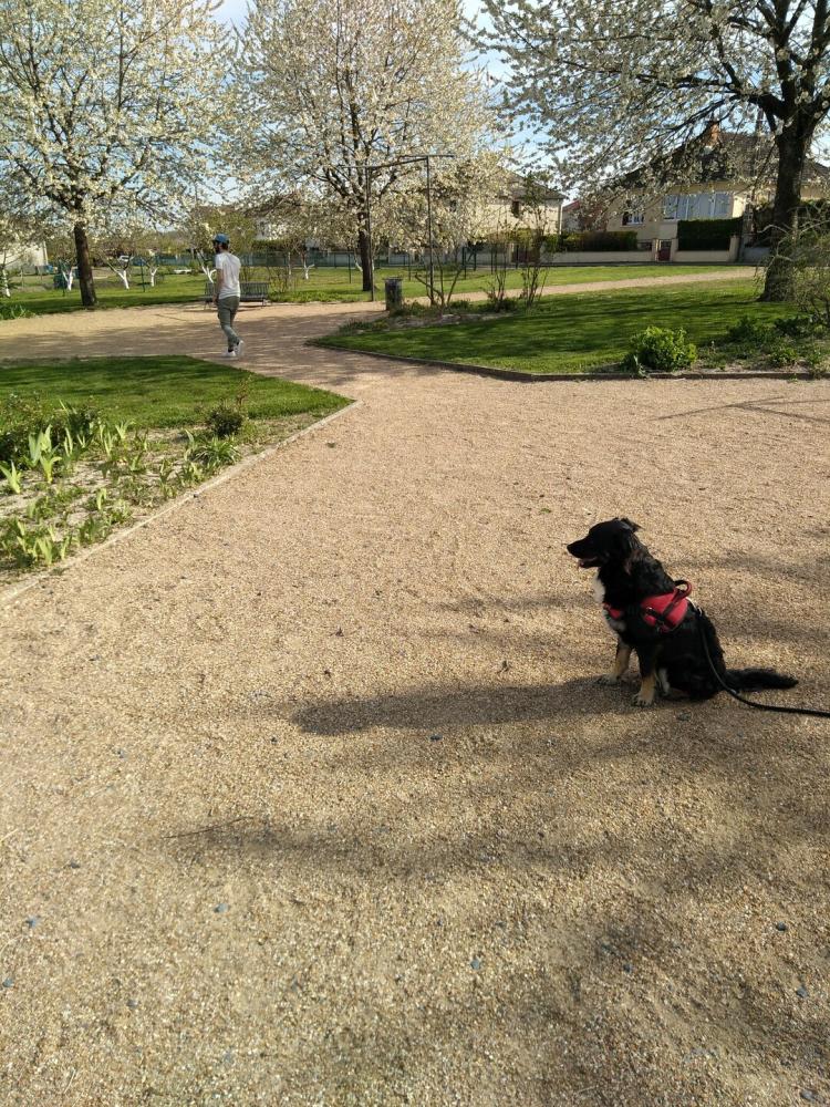 chien (160)