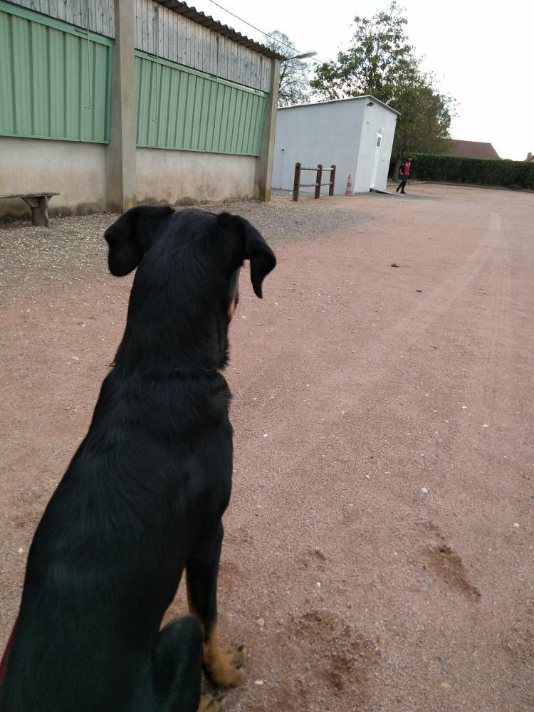 chien (162)