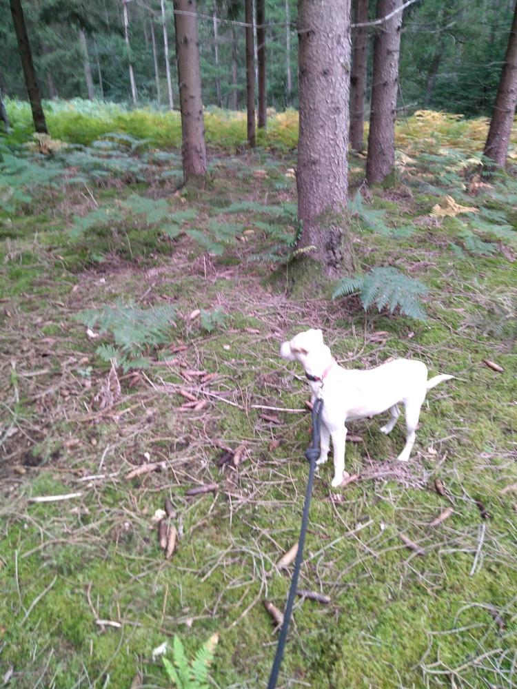 chien (164)