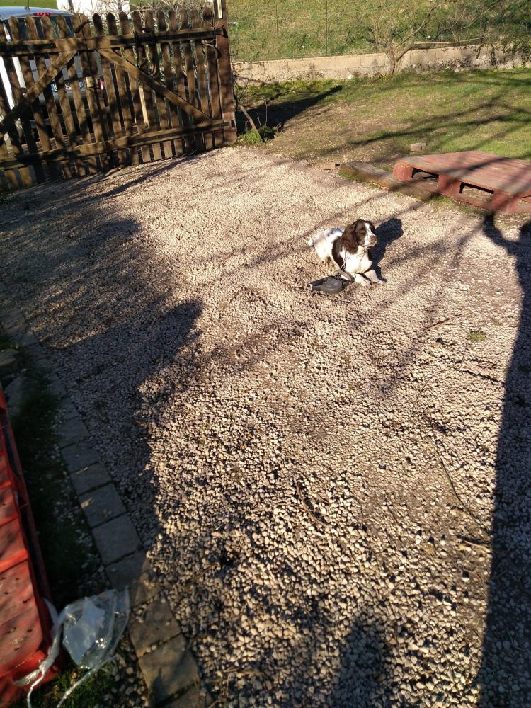 chien (165)