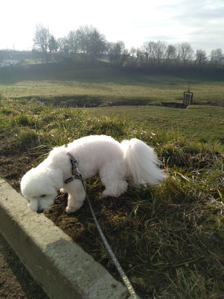 chien (173)