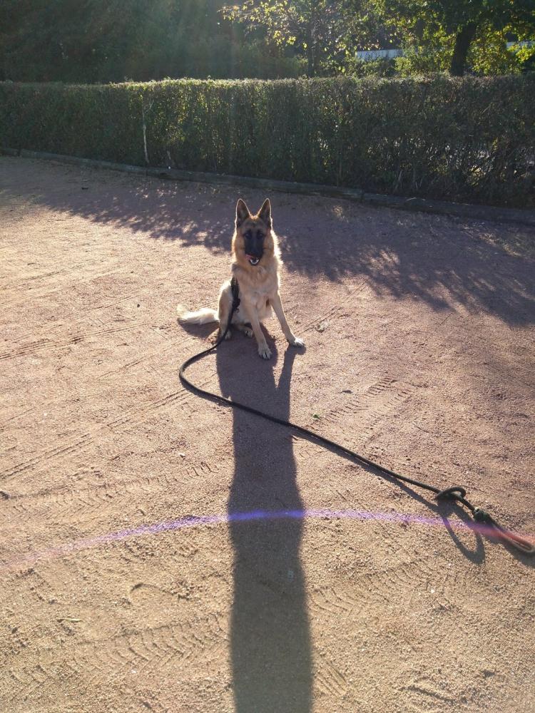 chien (180)