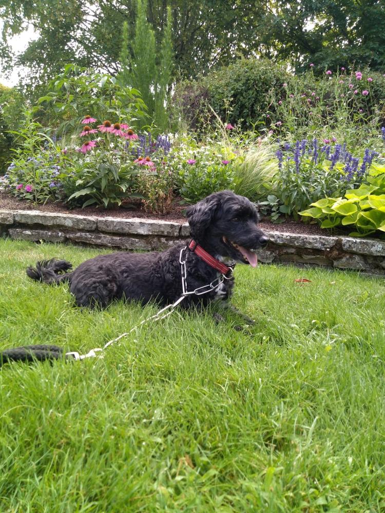 chien (182)